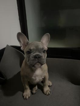 Loki, Bulldog Francés