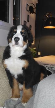 Baloo, Berner Sennenhund