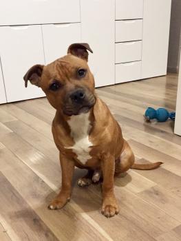 S, Staffordshire Bull Terrier