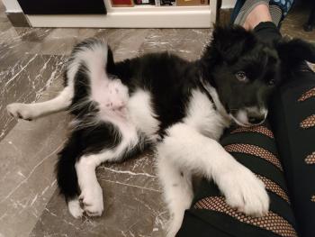Thor, Border Collie