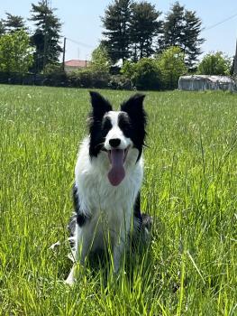 Aidan, Border Collie