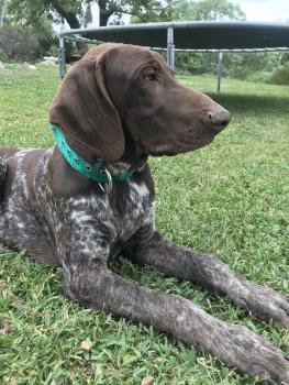 Jäger, Braco Alemán De Pelo Corto