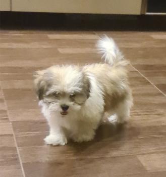 MYLO, Shih Tzu