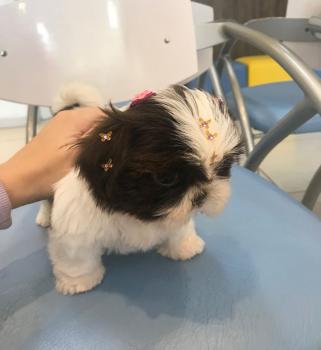 Jady, Shih Tzu