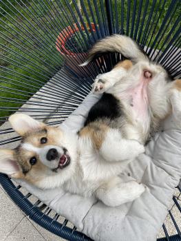 Sully, Welsh Corgi Pembroke