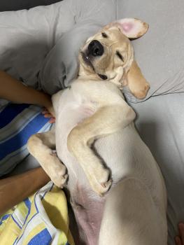 Peter, Labrador Retriever