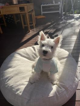 color, West highland white terrier