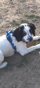 Dora, English Springer Spaniel
