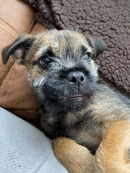 Jujubee, Border Terrier