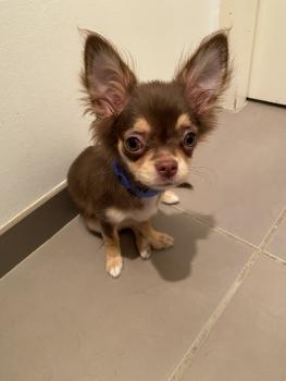 Sam, Chihuahua