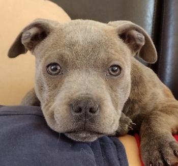 Tara, Staffordshire Bull Terrier
