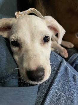 Sienna, Dalmatien