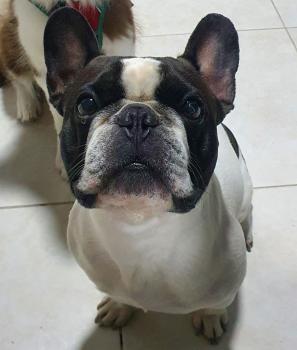 Logan, Bulldog Francés