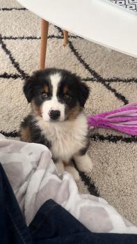 Twix, Australian Shepherd