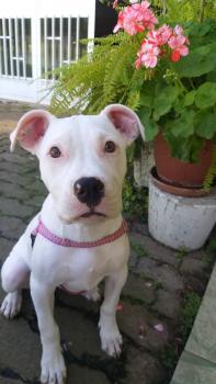 Gamora, Dogo Argentino