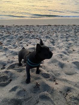 Ugo, Bouledogue francese
