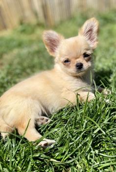 Toscane, Chihuahua langhaariger Schlag