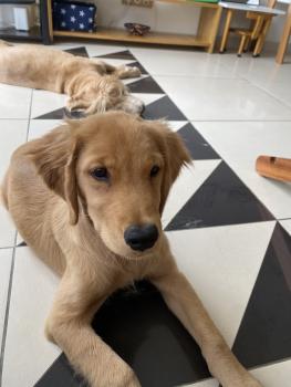 Léo, Golden Retriever