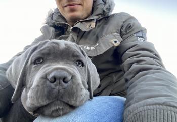 Atila, Cane Corso