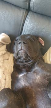 Terra nueva, Dogo Canario