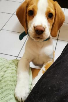 Dereck, Beagle