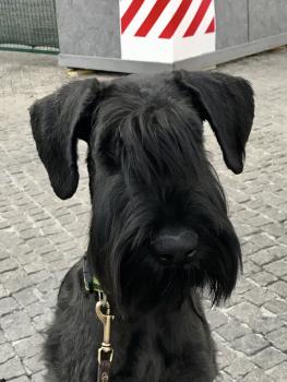 Beatrix, Riesenschnauzer