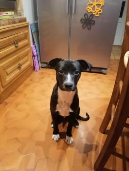 RAMSES, Border Collie