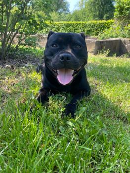 Mali, Staffordshire Bull Terrier