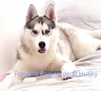 Freya, Husky Siberiano