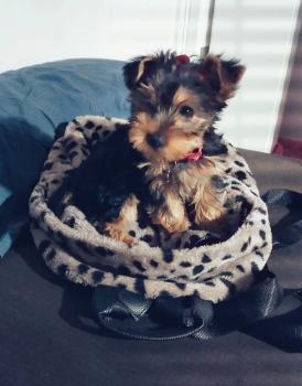 Jiménez Luzardo, Yorkshire Terrier