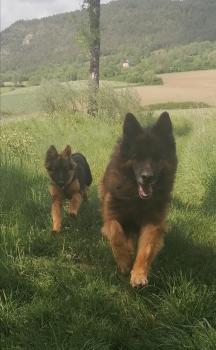 Sam, Perro Pastor Alemán