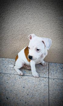ToKyo, Staffordshire Bull Terrier