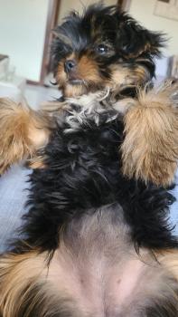 Bia, Yorkshire Terrier