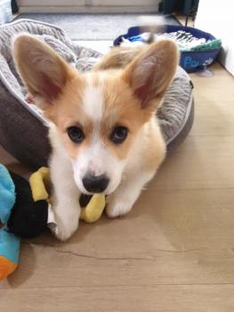 Toby, Welsh Corgi Pembroke
