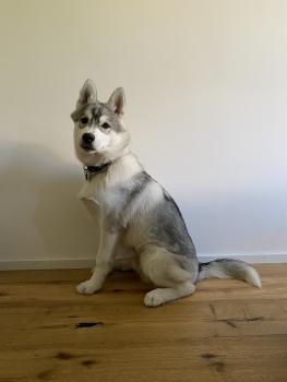 Oskar, Husky Siberiano