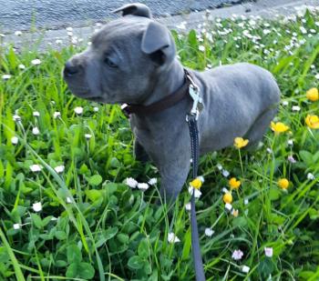 Tara, Staffordshire Bull Terrier