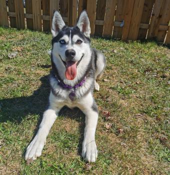 Mazee, Husky Siberiano