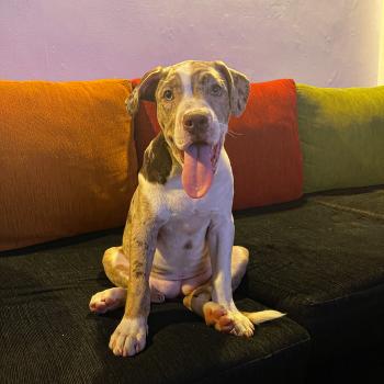 Xena, Bulldog americano
