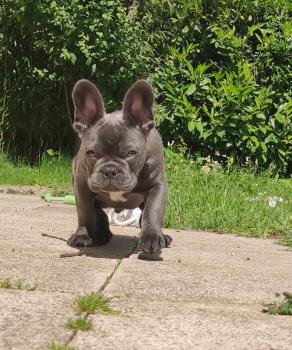 Boo, Bouledogue francese