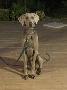 Roger, Braco De Weimar (De Pelo Corto - Suave)