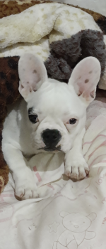 Liah, Bulldog Francés