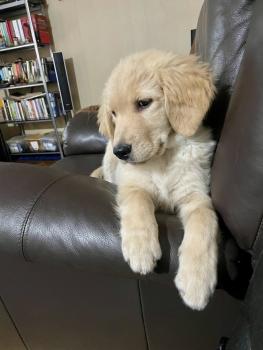 Lizzy, Golden Retriever