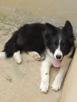 Zoey, Border Collie