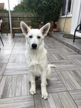 Taïko, Berger Blanc Suisse