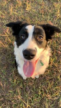 Zoe, Border Collie
