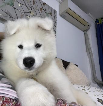 Zeus duke, Samoiedo