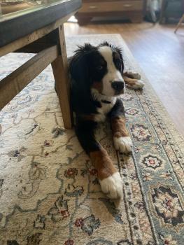 Hagen, Berner Sennenhund