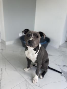 Blue, American staffordshire terrier