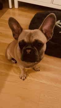Sépia, Bouledogue Français