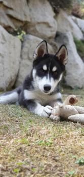 Steel, Husky Siberien